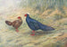 Kaleege di Edward - George Edward Lodge — vista dell’opera