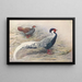 Kaleege argenté di Hainan - George Edward Lodge — quadro incorniciato alla parete