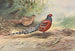 Faisan a schiena barrata di Hume - George Edward Lodge — vista dell’opera