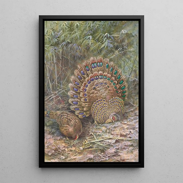 George Edward Lodge - Malay Peacock Pheasant.webp