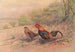 Coq bankiva - George Edward Lodge — vista dell’opera