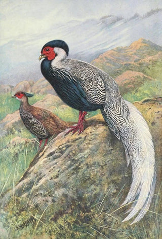 George Edward Lodge - Rippons Hybrid Silver Kaleege.webp