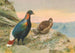Faisan Impeyan di Sclater - George Edward Lodge — vista dell’opera