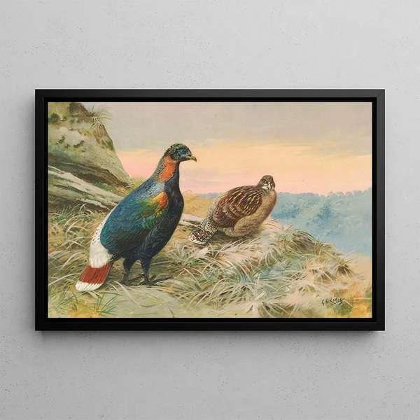 Faisan Impeyan di Sclater - George Edward Lodge — quadro incorniciato alla parete