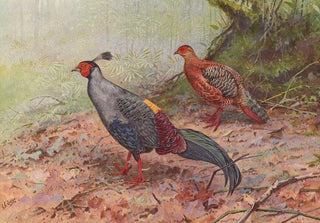 George Edward Lodge - Siamese Crested Fireback.webp