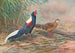 Kaleege di Swinhoe - George Edward Lodge — vista dell’opera
