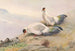 Fagiano con orecchie biene - George Edward Lodge — vista dell’opera