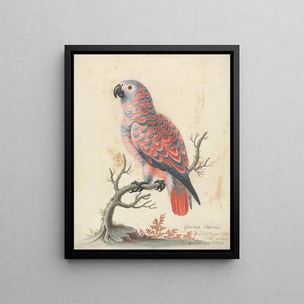 George Edwards - Guinea Parrot.webp