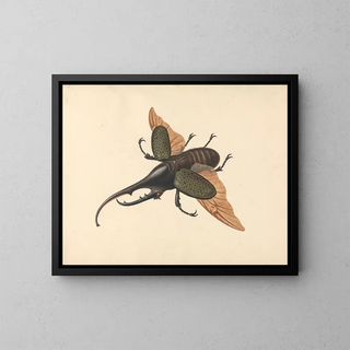 George Edwards - Hercules Beetle.webp