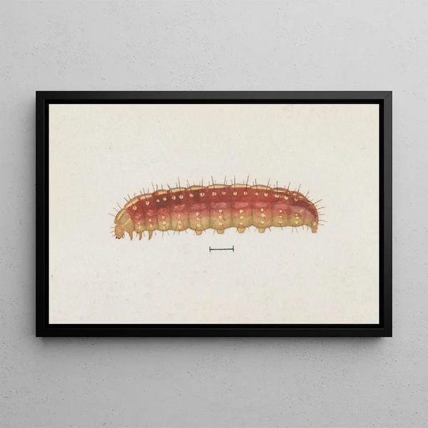 Entomologia acquerello Pl004 - George Hudson — quadro incorniciato alla parete