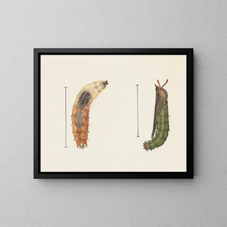 George Hudson - Entomology watercolour Pl012.webp