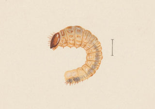 George Hudson - Entomology watercolour Pl019.webp