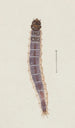 Acquerello di entomologia Pl027 - George Hudson — vista dell’opera