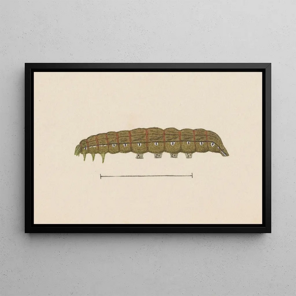 George Hudson - Entomology watercolour Pl028.webp