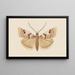 Entomologia acquerello Pl034 - George Hudson — quadro incorniciato alla parete