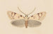 Entomologia acquerello Pl037 - George Hudson — vista dell’opera