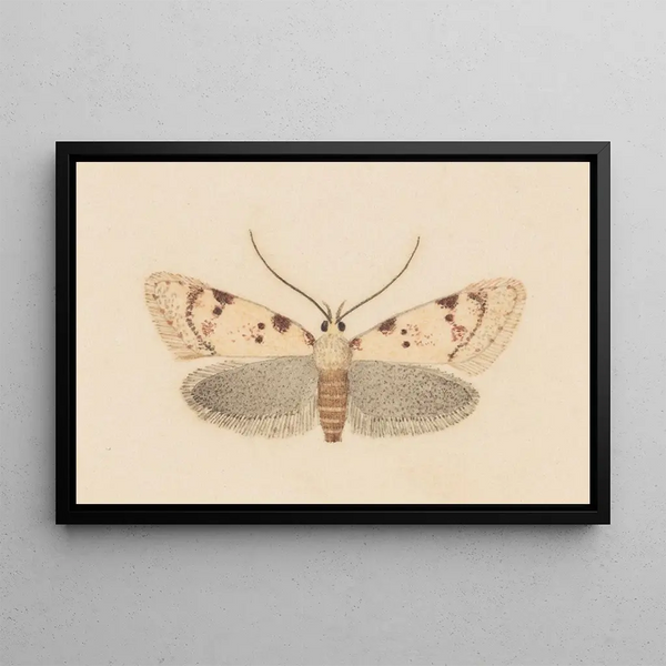 Entomologia acquerello Pl037 - George Hudson — quadro incorniciato alla parete