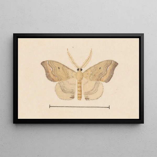 George Hudson - Entomology watercolour Pl050.webp