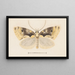 Entomologia acquerello Pl051 - George Hudson — quadro incorniciato alla parete