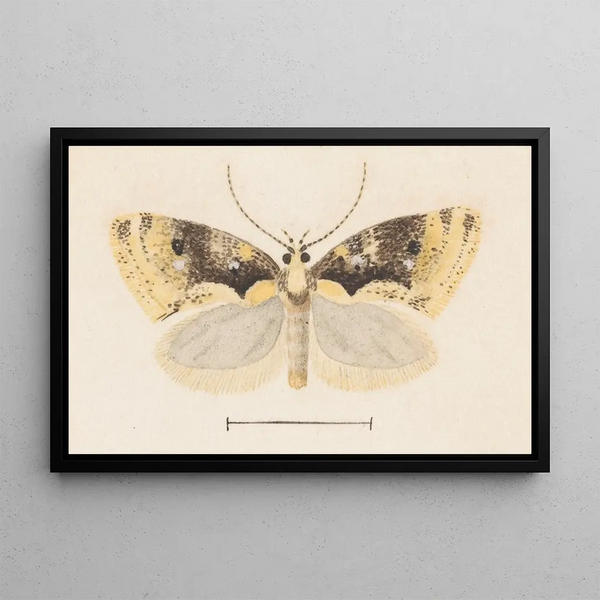 George Hudson - Entomology watercolour Pl051.webp