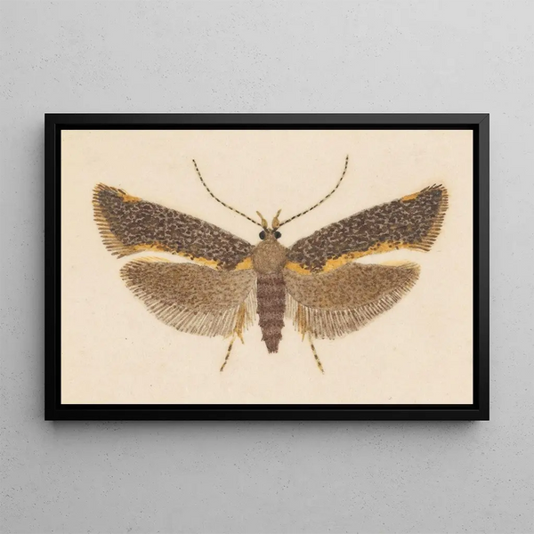 Entomologia acquerello Pl053 - George Hudson — quadro incorniciato alla parete