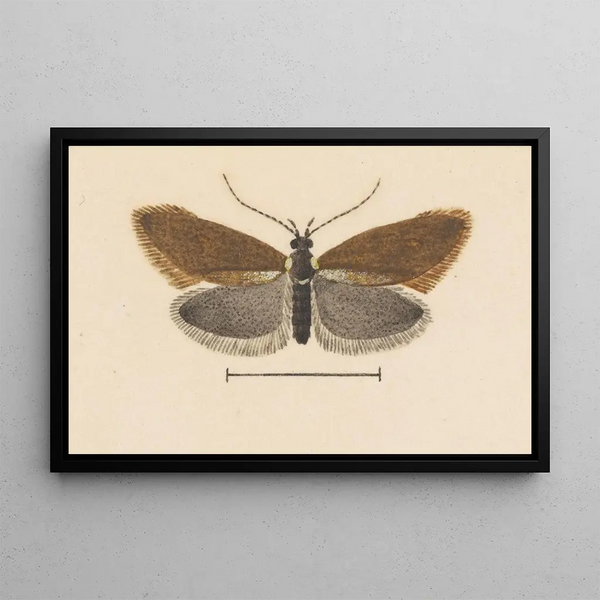 Entomologia acquerello Pl055 - George Hudson — quadro incorniciato alla parete