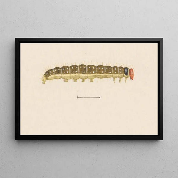 George Hudson - Entomology watercolour Pl064.webp