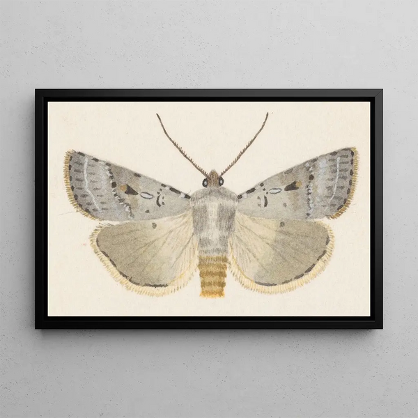Entomologia acquerello Pl070 - George Hudson — quadro incorniciato alla parete