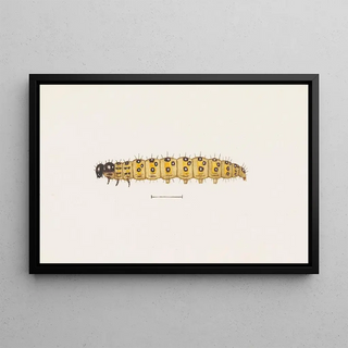 George Hudson - Entomology watercolour Pl073.webp