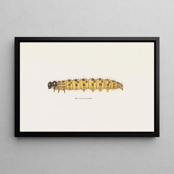 George Hudson - Entomology watercolour Pl073.webp