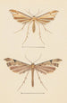 Aquarelle entomologique Pl082 - George Hudson — vista dell’opera