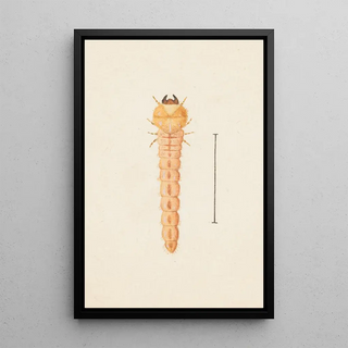 George Hudson - Entomology watercolour Pl086.webp