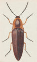 Aquarelle entomologique Pl091 - George Hudson — vista dell’opera