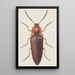 Aquarelle entomologique Pl091 - George Hudson — quadro incorniciato alla parete