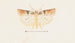 Entomologia acquerello Pl095 - George Hudson — vista dell’opera