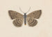 Entomologia acquerello Pl097 - George Hudson — vista dell’opera