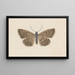 Entomologia acquerello Pl097 - George Hudson — quadro incorniciato alla parete