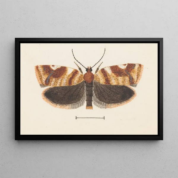 George Hudson - Entomology watercolour Pl101.webp