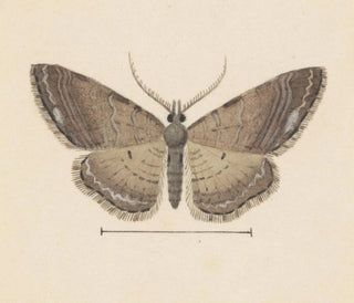 George Hudson - Entomology watercolour Pl102.webp