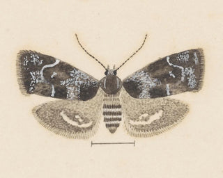 George Hudson - Entomology watercolour Pl104.webp
