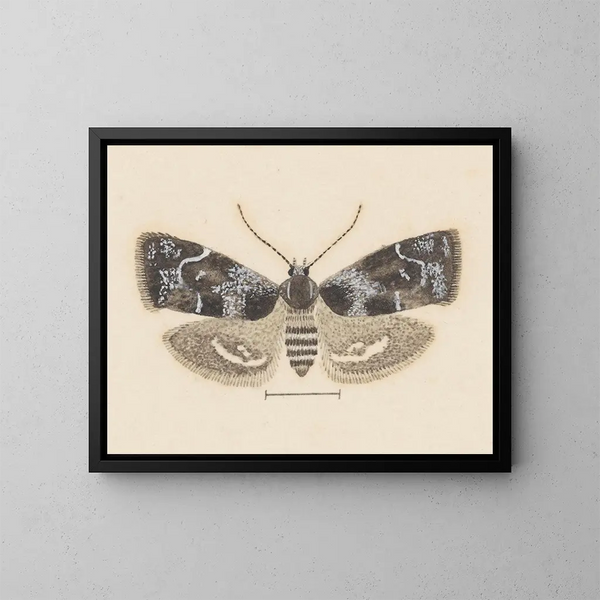 Acquerello di entomologia Pl104 - George Hudson — quadro incorniciato alla parete