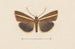 Entomologia acquerello Pl106 - George Hudson — vista dell’opera