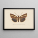 Entomologia acquerello Pl106 - George Hudson — quadro incorniciato alla parete