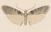 Entomologia acquerello Pl113 - George Hudson — vista dell’opera