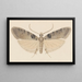 Entomologia acquerello Pl113 - George Hudson — quadro incorniciato alla parete