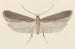 Entomologia acquerello Pl114 - George Hudson — vista dell’opera