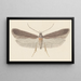 Entomologia acquerello Pl114 - George Hudson — quadro incorniciato alla parete