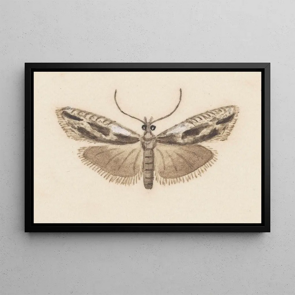 Entomologia acquerello Pl119 - George Hudson — quadro incorniciato alla parete
