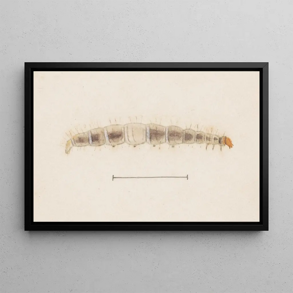 George Hudson - Entomology watercolour Pl123.webp