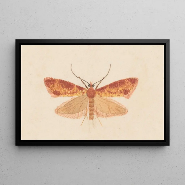 Entomologia acquerello Pl125 - George Hudson — quadro incorniciato alla parete